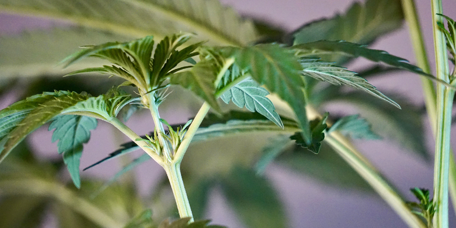 Early signs of a female cannabis plant
