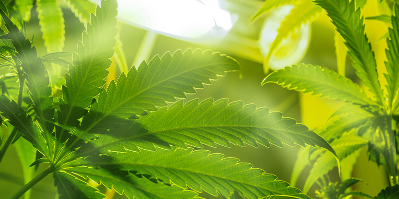Best Grow Room Conditions For The Vegetative Phase