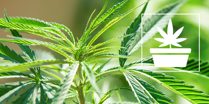 The Vegetative Phase Of Cannabis Cultivation