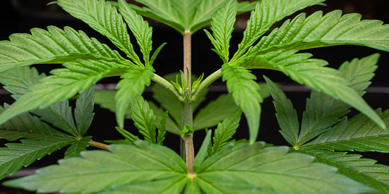 What Is The Vegetative Phase?