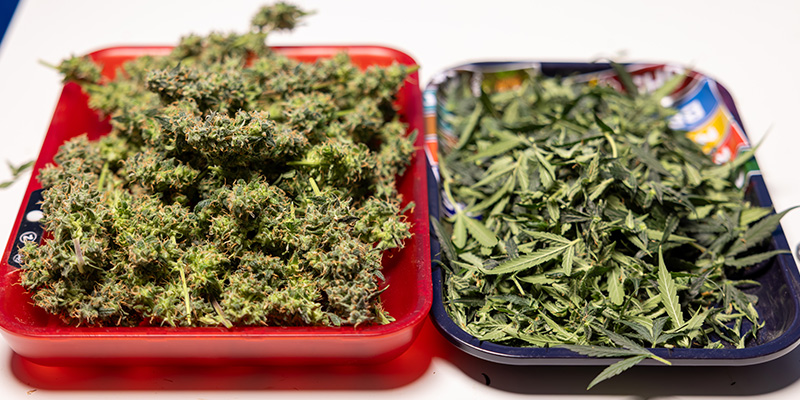 Can you use cannabis fan leaves and trim? Can you use cannabis fan leaves and trim?