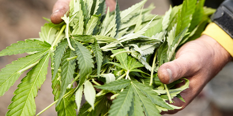 Gardening & compost uses Gardening & compost uses