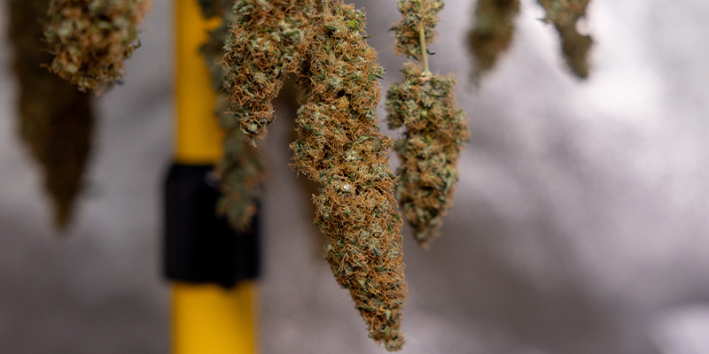 Drying: The foundation of a proper cure