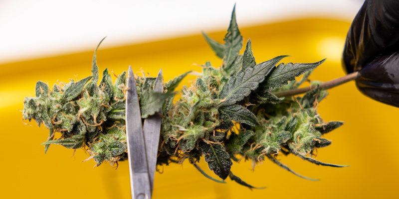 Trimming: Clean buds cure better