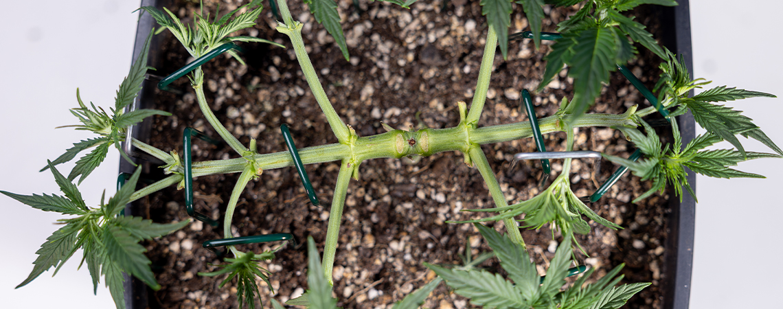 How to mainline cannabis: A complete manifolding guide How to mainline cannabis: A complete manifolding guide