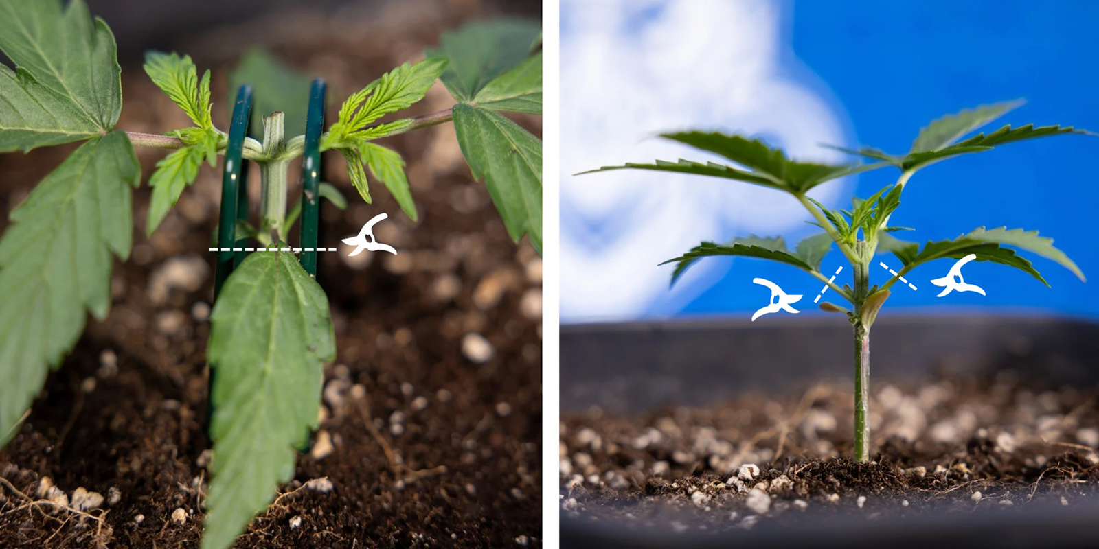 Step 3: Remove lower growth Step 3: Remove lower growth