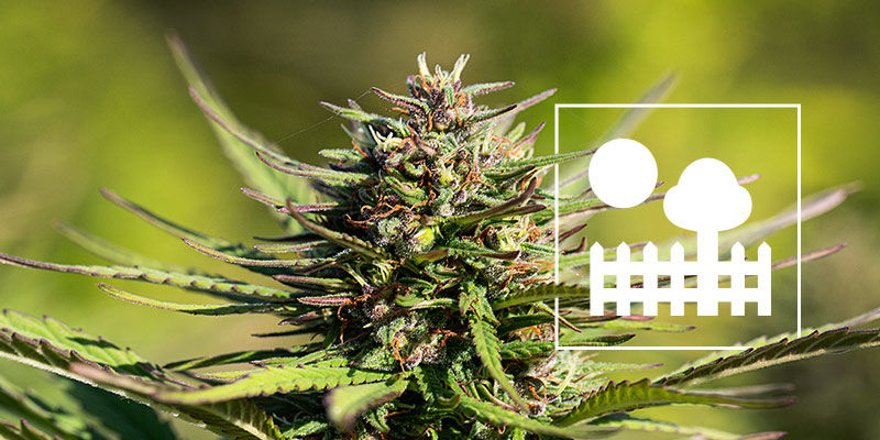 Growing Cannabis In A Garden Or Backyard