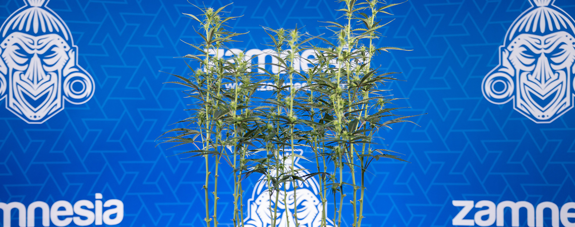 Cannabis defoliation: Everything you need to know Cannabis defoliation: Everything you need to know