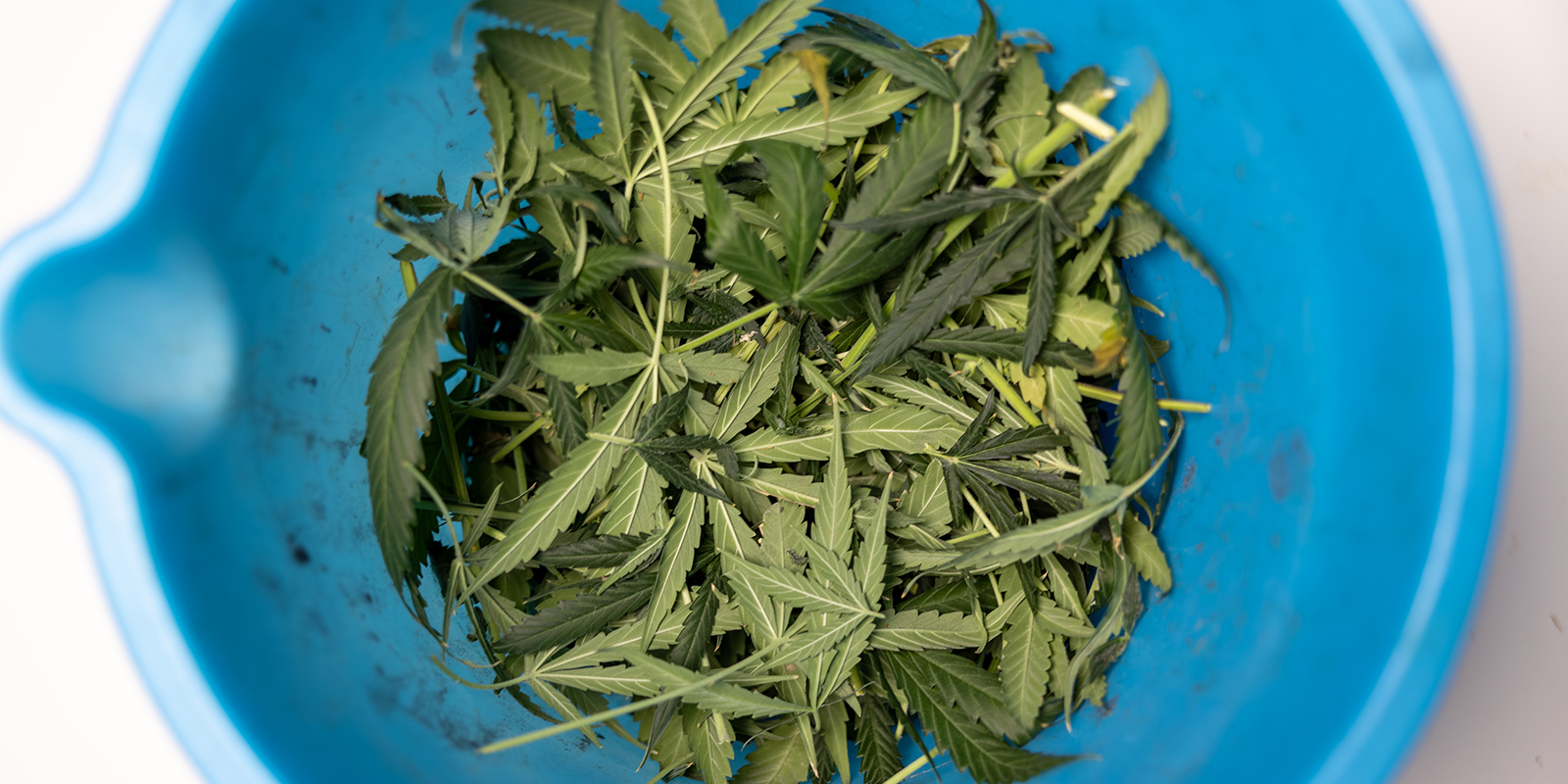 Common defoliation mistakes to avoid Common defoliation mistakes to avoid