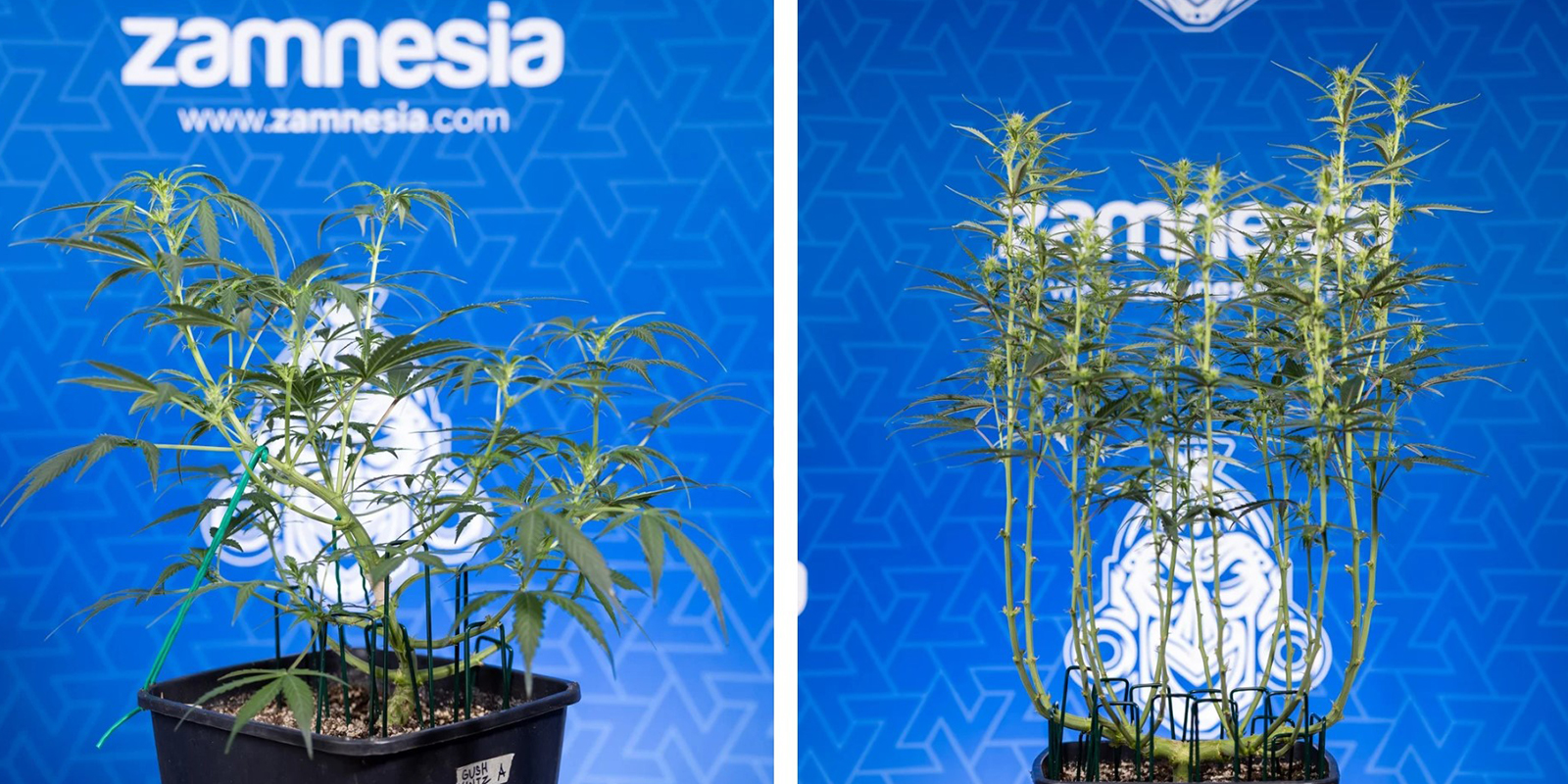 When should you defoliate? When should you defoliate?