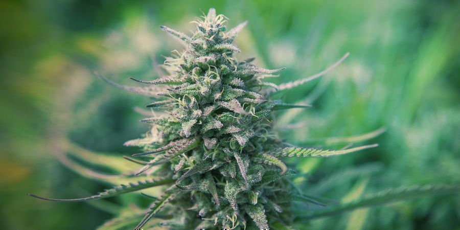 What are autoflowers?