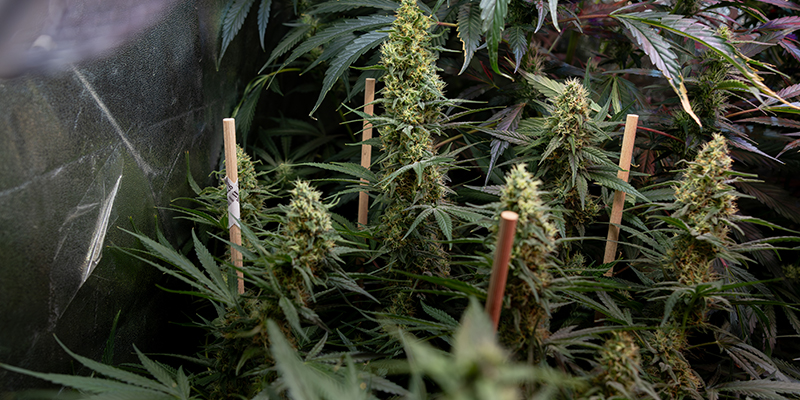 Growing autoflowers: What makes them different (quick overview)