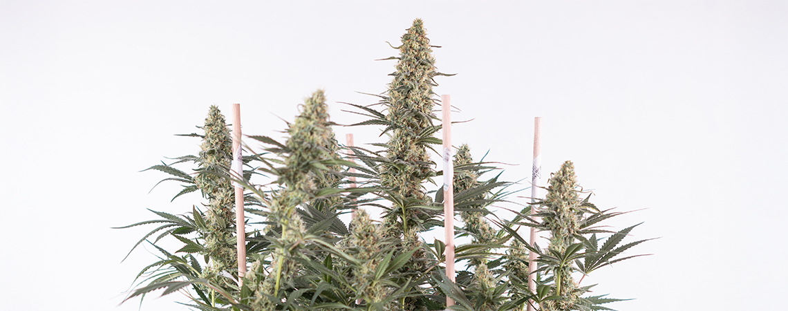 How to grow autoflowers?