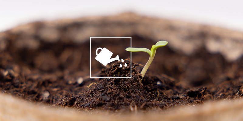 Key things to know before growing autoflowers