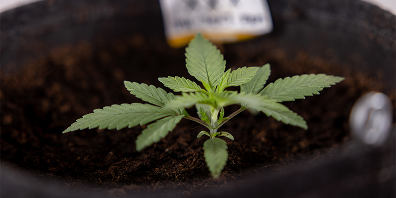 Week 2: Seedling stage