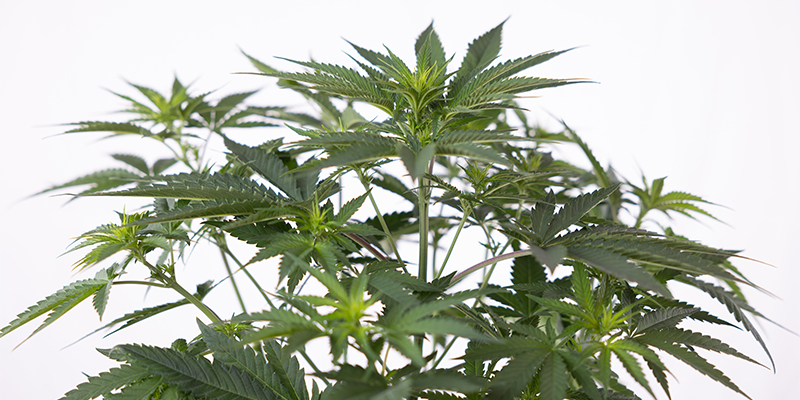 Weeks 5-6: Pre-flower & early flowering