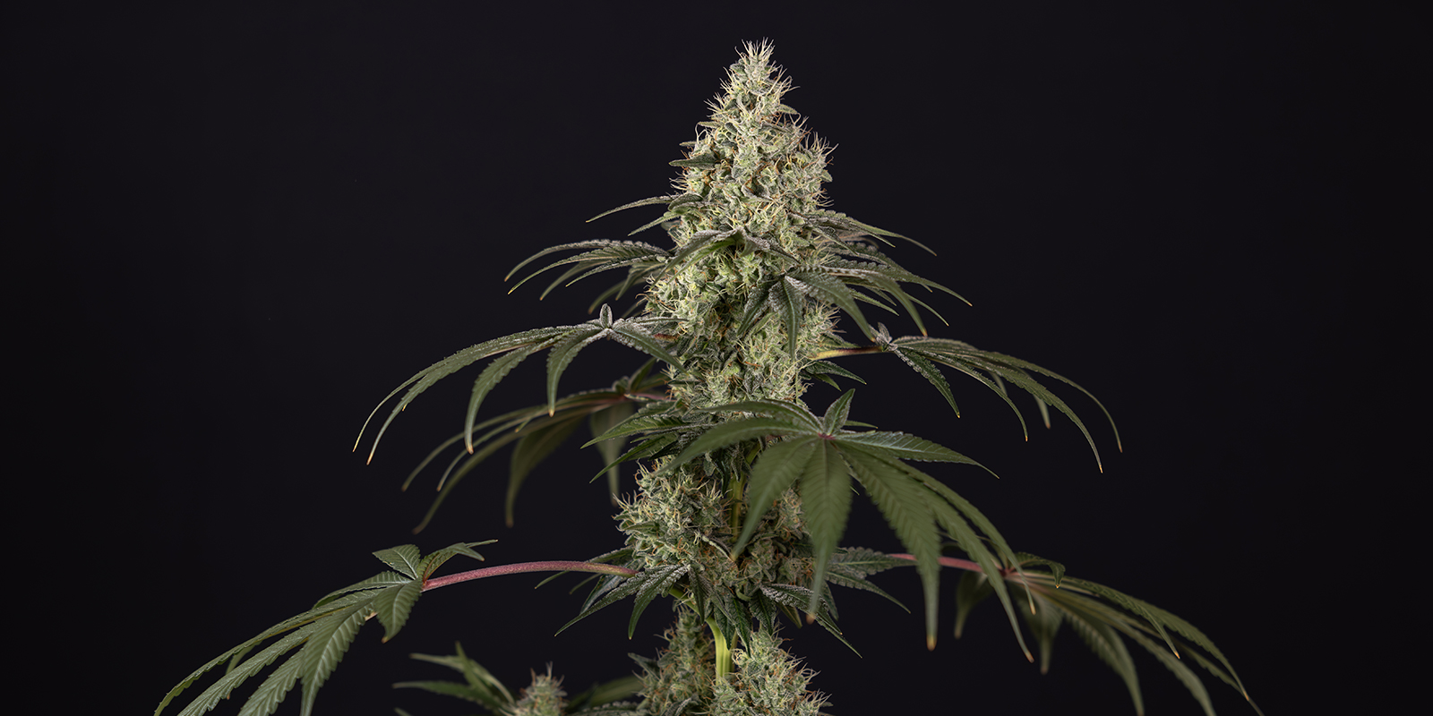 Do autoflowers need nutrients? Do autoflowers need nutrients?