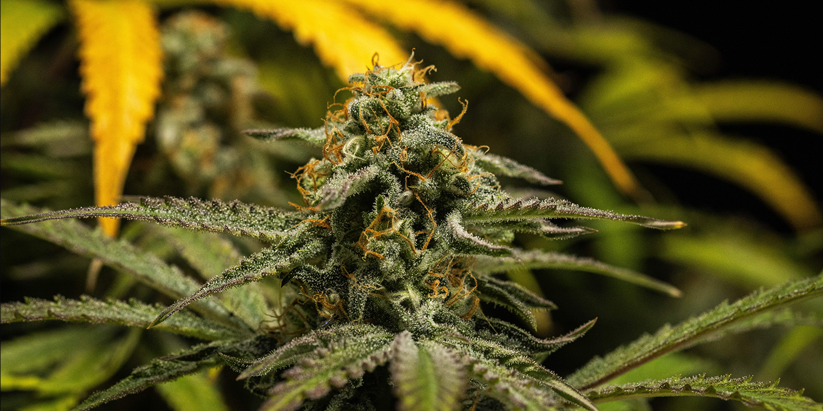 Final tips for autoflowering cannabis plants