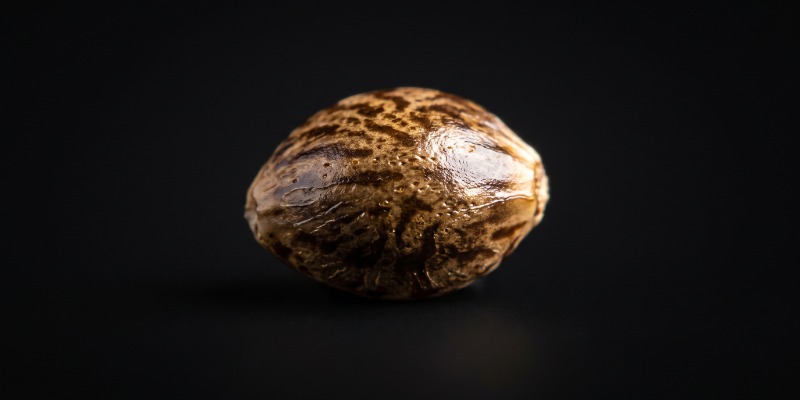 An Introduction To Feminized Cannabis Seeds An Introduction To Feminized Cannabis Seeds