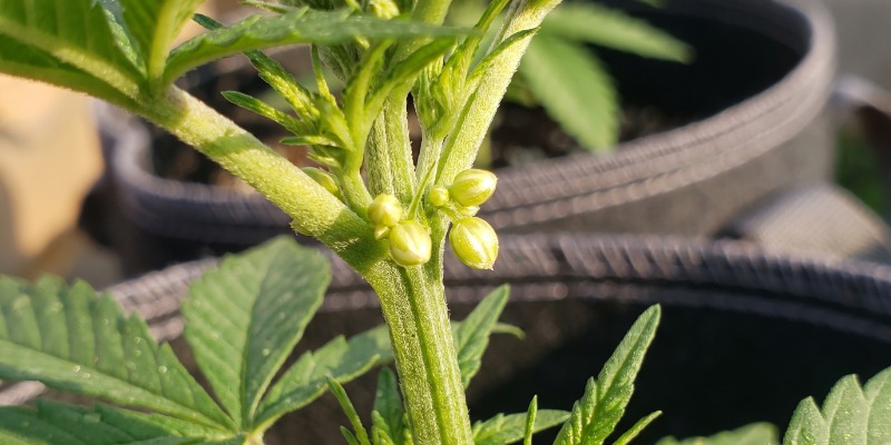 Are Feminized Cannabis Seeds the Same as Photoperiod Seeds? Are Feminized Cannabis Seeds the Same as Photoperiod Seeds?