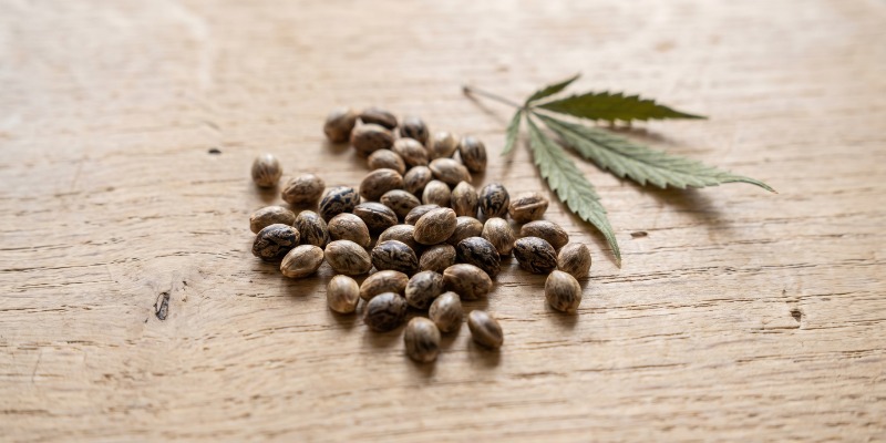 Feminized cannabis seeds Feminized cannabis seeds