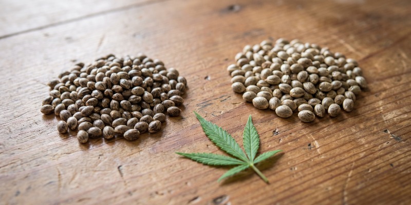 Are Feminized Cannabis Seeds the Same as Photoperiod Seeds? Are Feminized Cannabis Seeds the Same as Photoperiod Seeds?