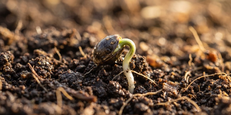 Feminized Seeds: The Pros Feminized Seeds: The Pros