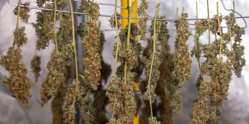Step 1: Harvest your buds