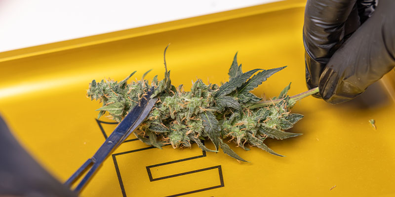 Step 2: Trim the buds