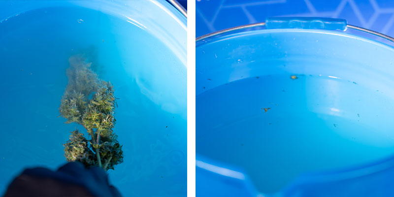 Step 6: Final rinse in bucket 3