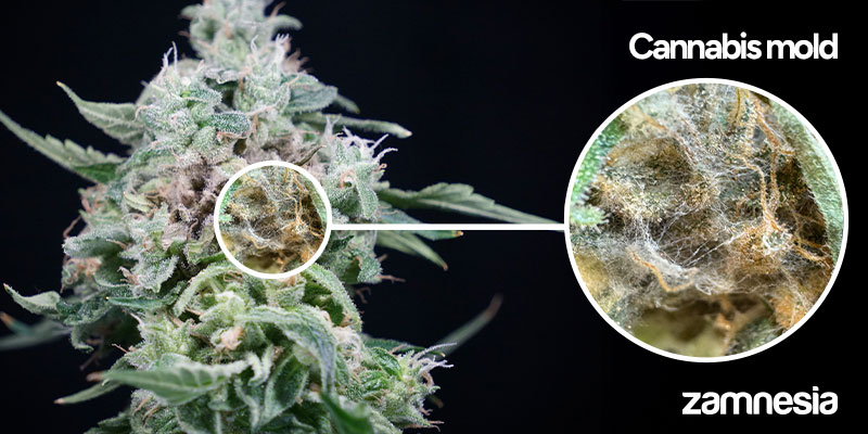 Washing mouldy buds: Step-by-step instructions