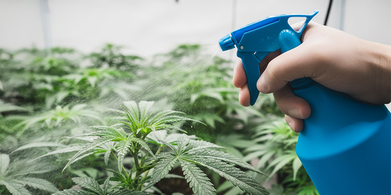 How to get rid of thrips on cannabis plants