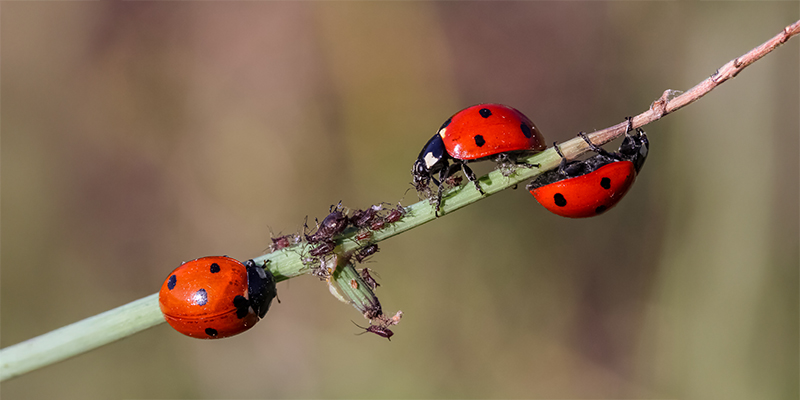 How to kill thrips on cannabis plants
