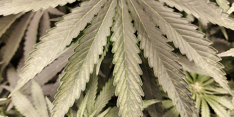 How to prevent thrips on cannabis