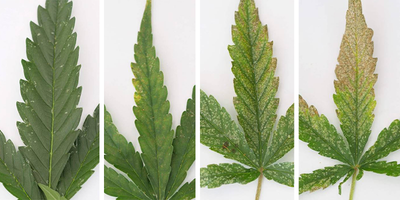 Thrips damage cannabis: What does it look like?