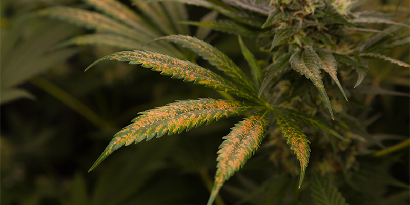 Thrips on cannabis: Is your harvest still safe?