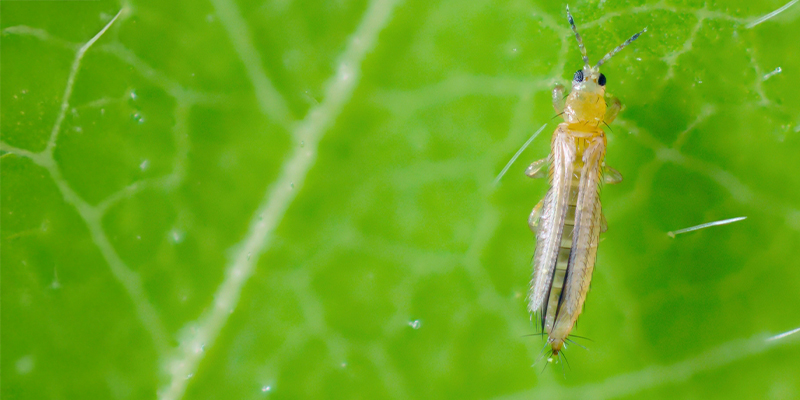 What are thrips on cannabis?