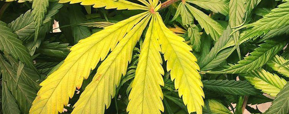 Nitrogen deficiency in cannabis plants Nitrogen deficiency in cannabis plants