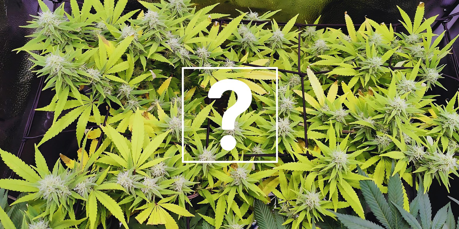 Can I still use affected plants or buds? Can I still use affected plants or buds?