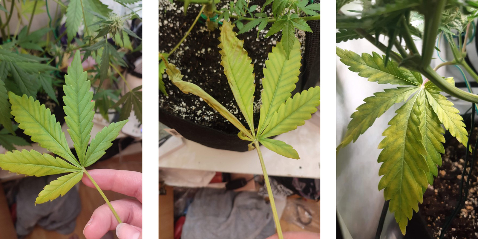 Early symptoms of nitrogen deficiency Early symptoms of nitrogen deficiency