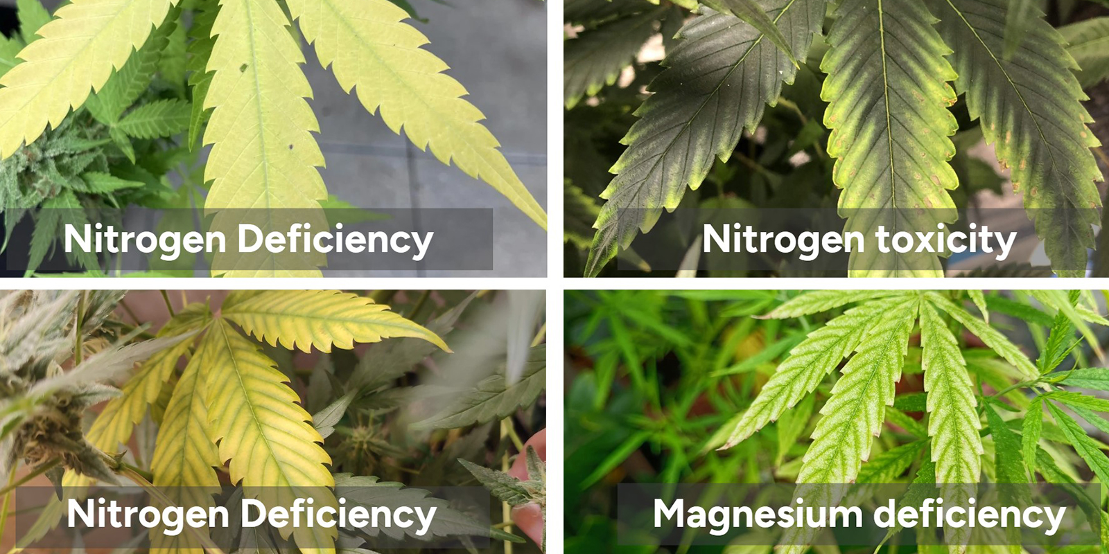 How to confirm it's a nitrogen deficiency