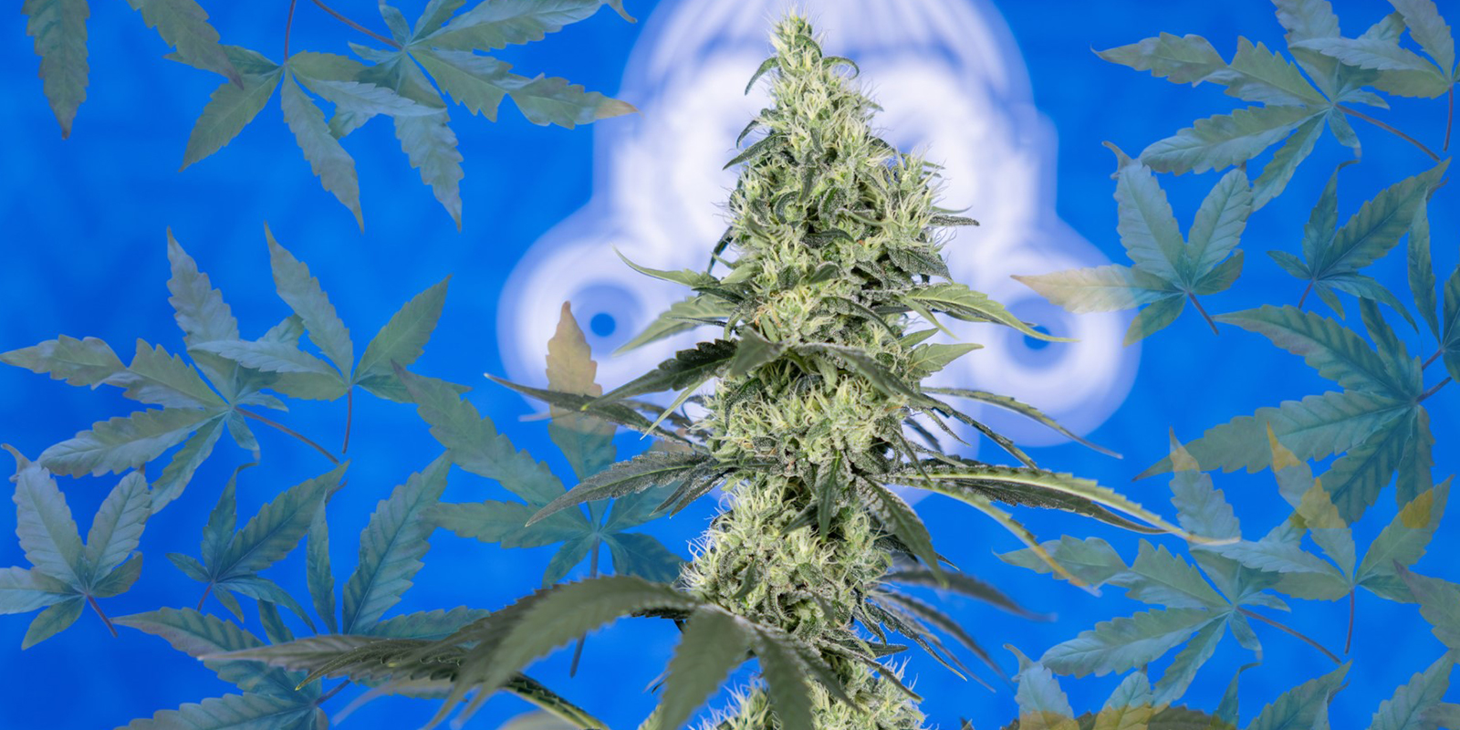 Make nitrogen deficiencies a thing of the past Make nitrogen deficiencies a thing of the past