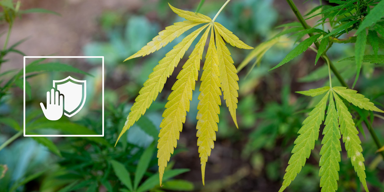 Preventing future nitrogen deficiency Preventing future nitrogen deficiency