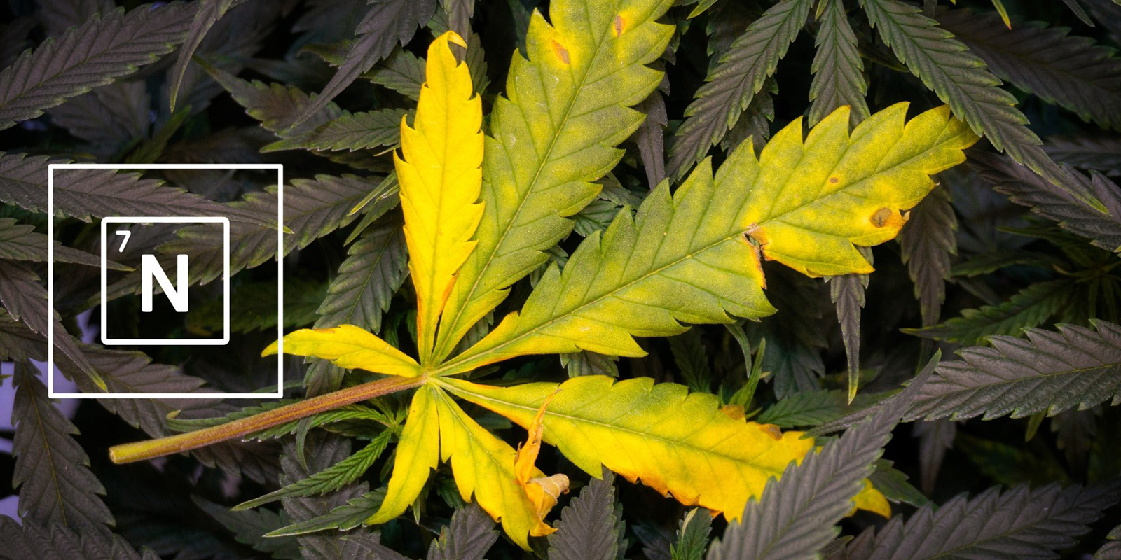 What is nitrogen and why is it important? What is nitrogen and why is it important?