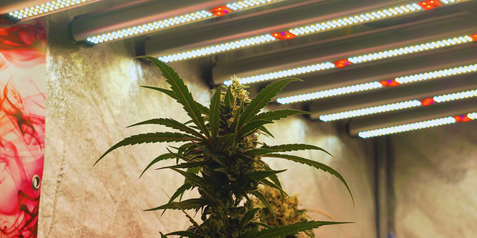 Dial in your light, reap the rewards