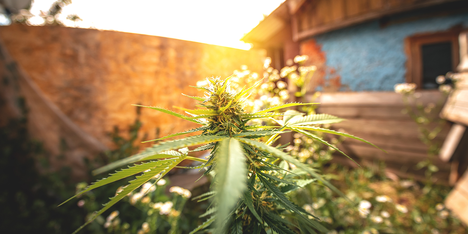 How do you ensure optimal light for autoflowers outdoors?
