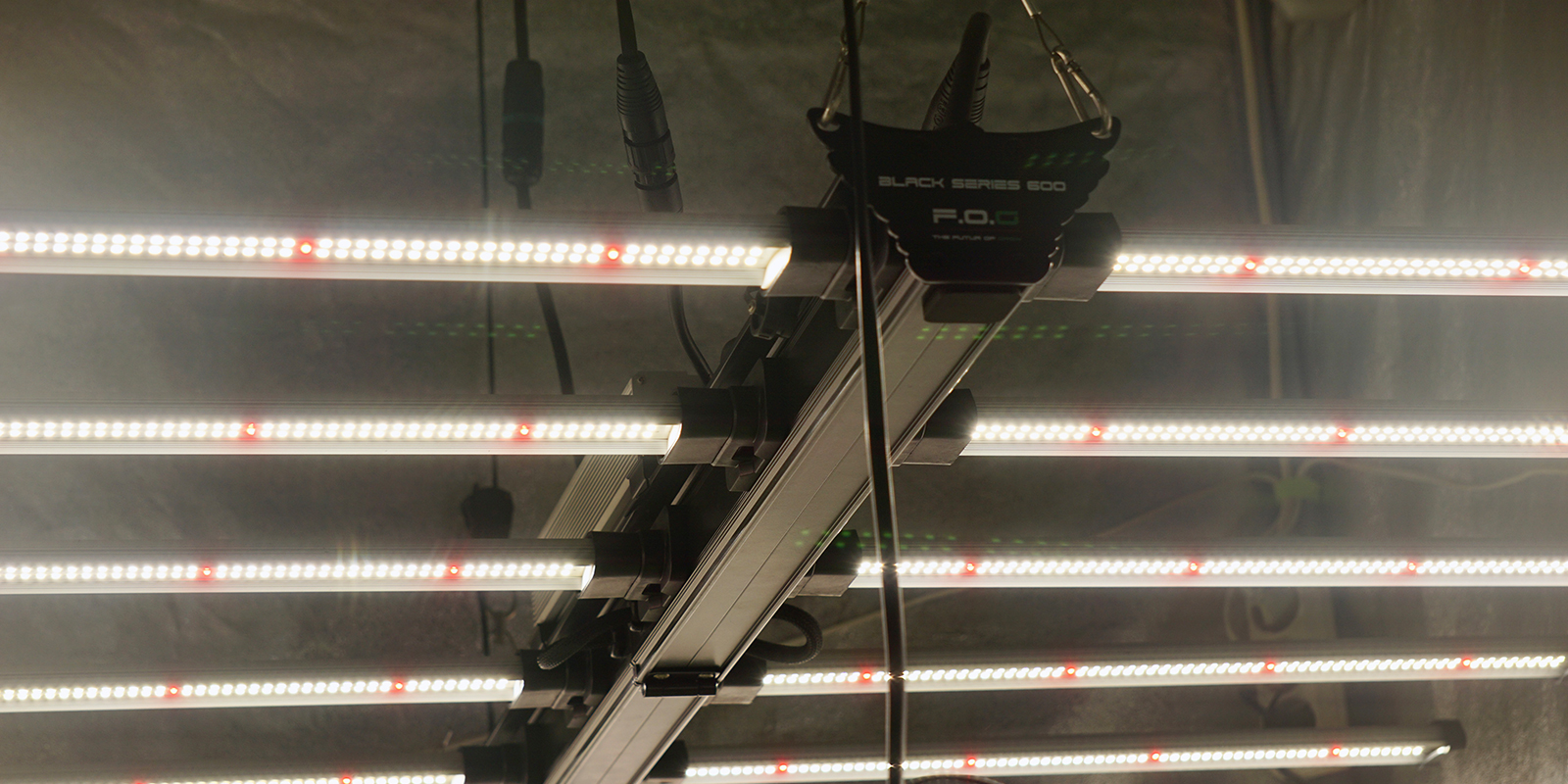 The importance of optimised lighting for autoflowers