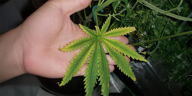 3. Brown spots and leaf curling 3. Brown spots and leaf curling