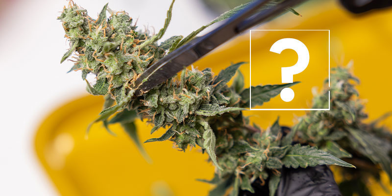 Can I still use affected plants or buds? Can I still use affected plants or buds?