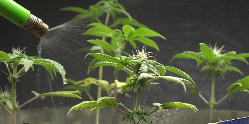 Foliar spray for fast absorption Foliar spray for fast absorption